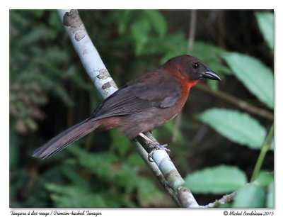 Tangara à dos rougeCrimson-backed Tanager