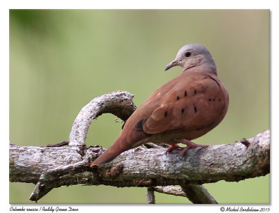 colombe rousseRuddy Ground Dove