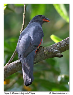 Trogon de MassénaSlaty-tailed Trogon