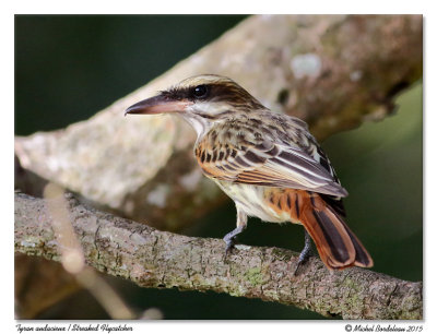 Tyran audacieuxStreaked Flycatcher