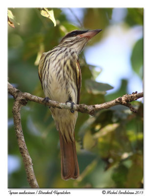 Tyran audacieuxStreaked Flycatcher