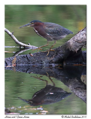 Héron vertGreen Heron