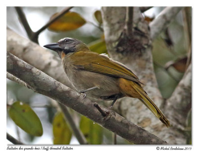 Saltator des grands-boisBuff-throated Saltator