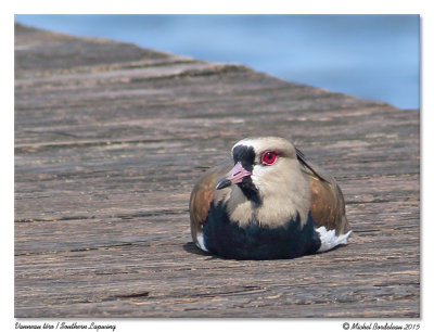 Vanneau téroSouthern Lapwing