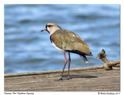 Vanneau téroSouthern Lapwing