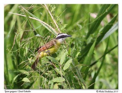 Tyran quiquiviGreat Kiskadee