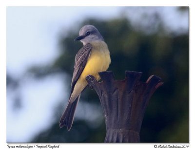 Tyran mélancoliqueTropical Kingbird