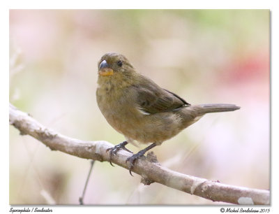 Sporophile variableVariable Seedeater
