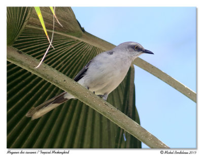 Moqueur des savanesTropical Mockingbird