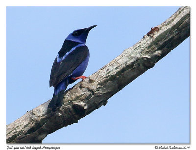 Guit-guit saïRed-legged Honeycreeper