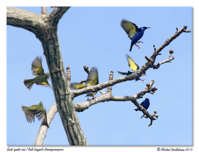 Guit-guit saïRed-legged Honeycreeper