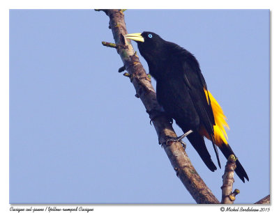 Cacique cul-jauneYellow-rumped Cacique