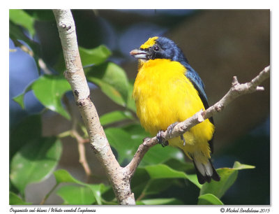 Organiste cul-blancWhite-vented Euphonia
