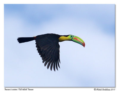 Toucan  carneKill-billed Toucan