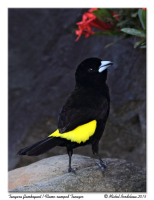 Tangara flamboyantFlame-rumped Tanager