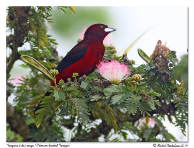 Tangara à dos rougeCrimson-backed Tanager