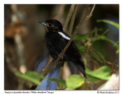 Tangara à épaulettes blanchesWhite-shouldered Tanager