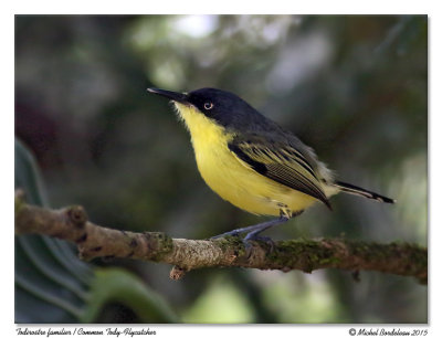 Todirostre familierCommon-Tody Flycatcher