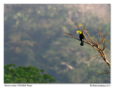 Toucan à carèneKill-billed Toucan