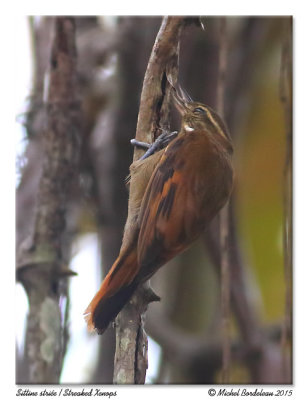 Sittine striéeStreaked Xenops