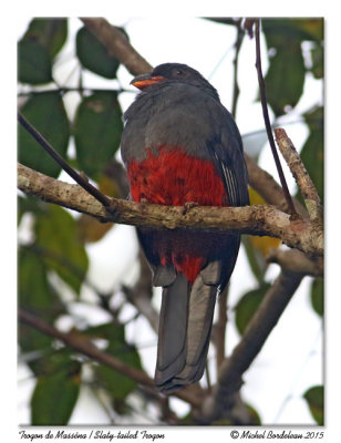 Trogon de massénaSlaty-tailed Trogon