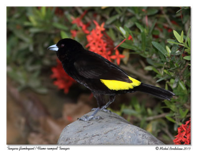 Tangara flamboyantFlame-rumped Tanager