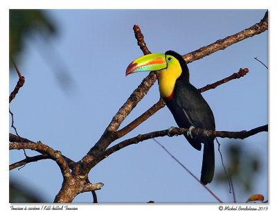 Toucan à carèneKill-billed Toucan