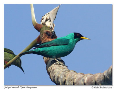 Guit-guit émeraudeGreen Honeycreeper