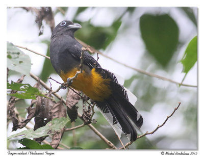 Trogon violacéViolacious Trogon
