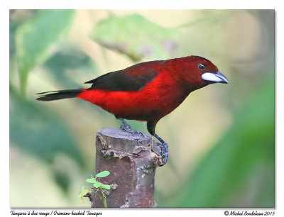 Tangara  dos rougeCrimson-backed Tanager