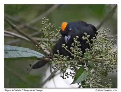 Tangara de DelattreTawny-crested Tanager