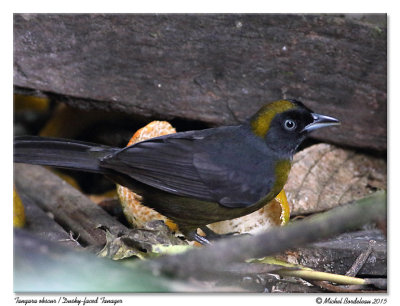 Tangara obscurDusky faced Tanager