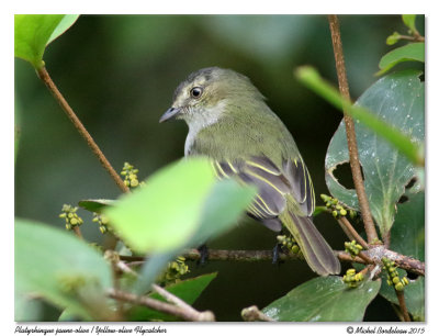 Platyrhinque jaune-oliveYellow-olive Flycatcher