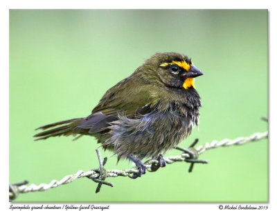 Sporophile grand-chanteurYellow-faced Grassquit