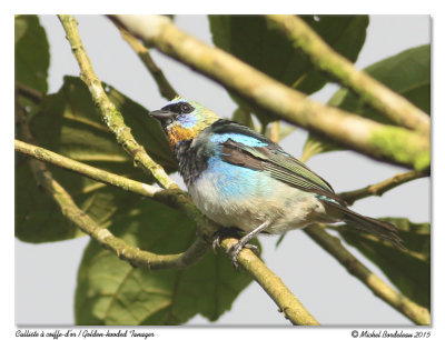 Calliste à coiffe-d'orGolden-headed Tanager