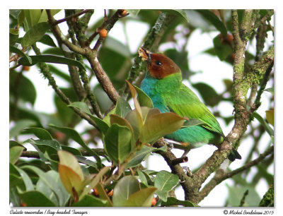 Caliste rouverdinBay-headed Tanager