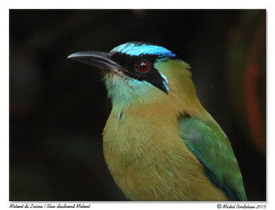 Motmot de lessonBlue-diademed Motmot