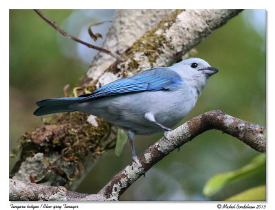 Tangara évêqueBlue-grey Tanager