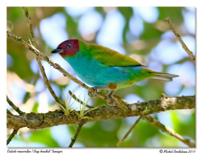 Caliste rouverdinBay-headed Tanager