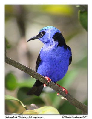 Guit-guit SaïRed-legged Honeycreeper