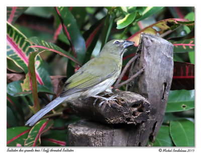 Saltator des grands boisBuff-throated Saltator