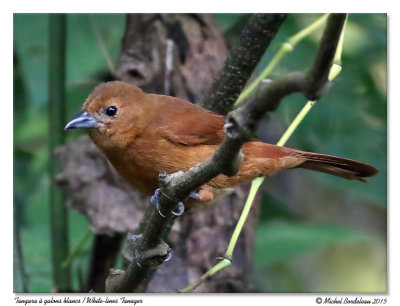 Tangara à galons blancsWhite-lines Tanager