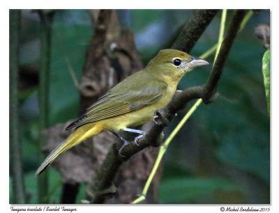 Tangara écarlateScarlet Tanager