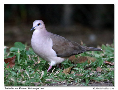Tourterelle à ailes blanchesWhite-winged Dove