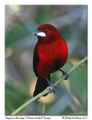 Tangara à dos rougeCrimson-backed Tanager