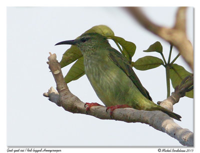 Guit-guit saïRed-legged Honeycreeper