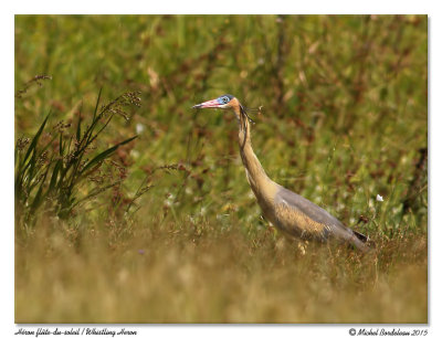 Hron flte-du-soleilWhistling Heron