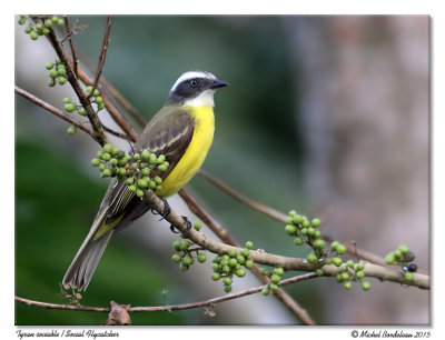 Tyran sociableSocial Flycatcher