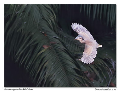 Savacou huppéBoat-billed Heron