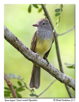 Tyran huppéGreat-crested Flycatcher